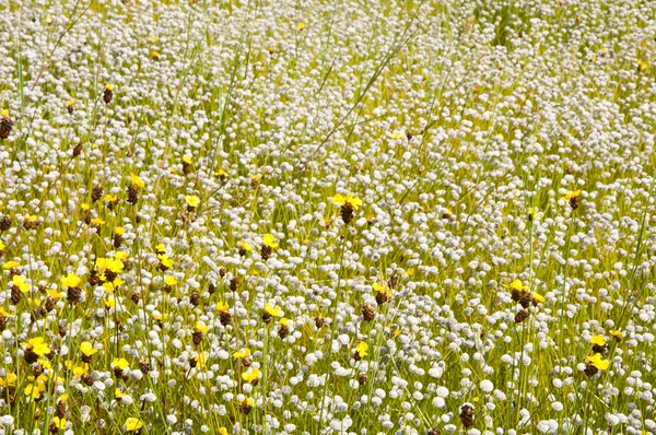 Flower filed of Eriocaulon henryanum Ruhle and xyris pauciflora — Stock Photo, Image