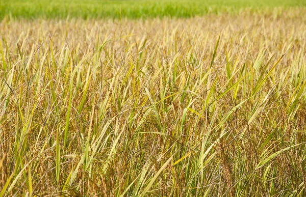 Groene en gele rijst geplaatst in thailand — Stockfoto