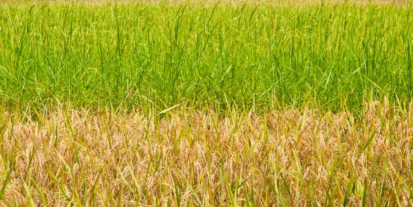 Groene en gele rijst geplaatst in thailand — Stockfoto
