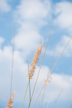 Imperata silindirik beauv çimen çiçek