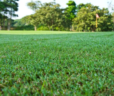 çiy ile yeşil alan