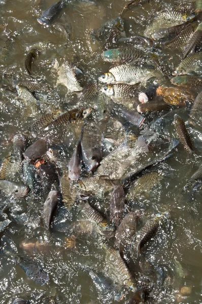 Peixes pegam comida no rio — Fotografia de Stock