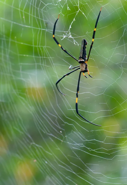 Handicapped Naphila Maculata Spider with web — Stock Photo, Image