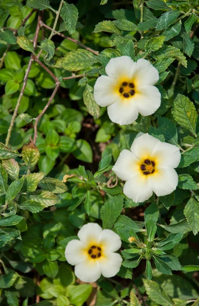 Turnera subulata, lub olcha biały w ogrodzie — Zdjęcie stockowe