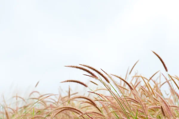 De bloem van Japans cilindrische beauv gras — Stockfoto