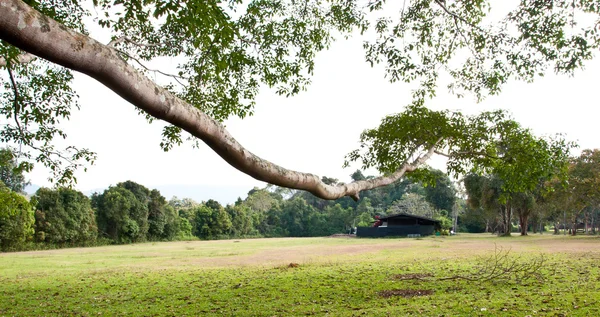 Een grote tak van de boom met huis — Stockfoto