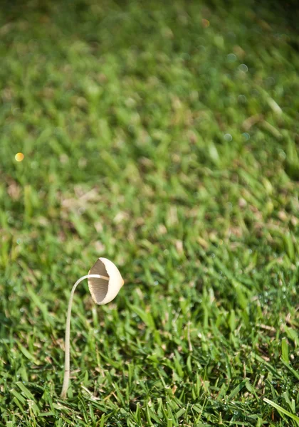 One mushroom in the garden — Stock Photo, Image