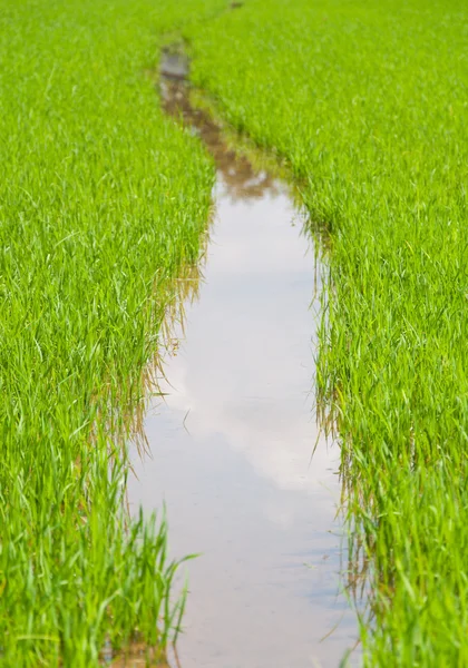 Rýžové farmě ve vodě — Stock fotografie