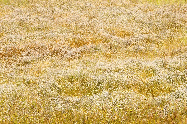 Fiore depositato di Eriocaulon henryanum Ruhle e xyris pauciflora — Foto Stock