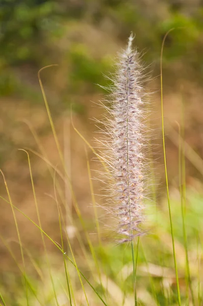 The flower of Imperata cylindrical Beauv grass — Stock Photo, Image