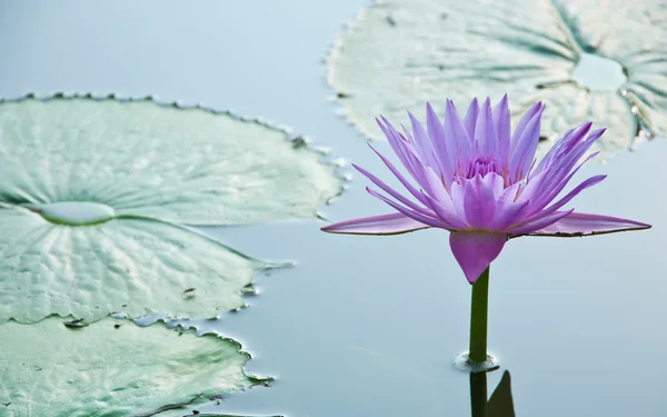 Μωβ πράσινο νερό-lilly στη λιμνοθάλασσα — Φωτογραφία Αρχείου
