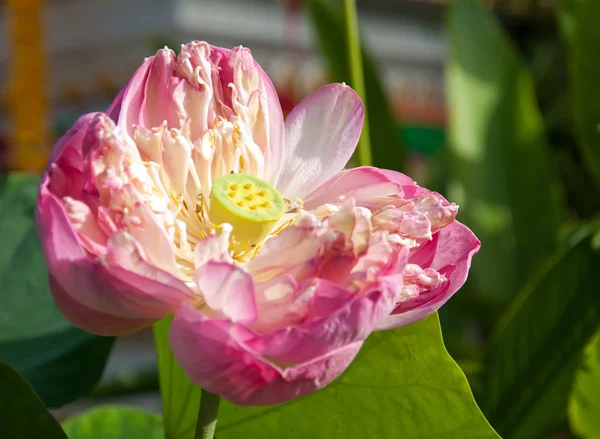 De roze lotus bloei met zon — Stockfoto