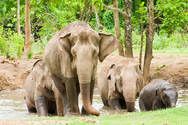 Familjen av elefant i skogen — Stockfoto