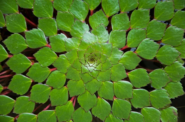 su kestane veya trapa bispinosa roxb