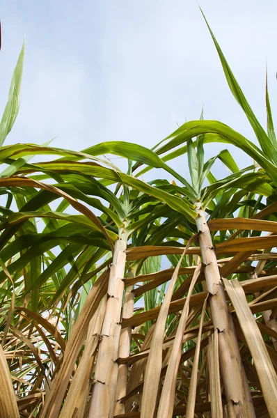 şeker kamışı çiftlik Tayland