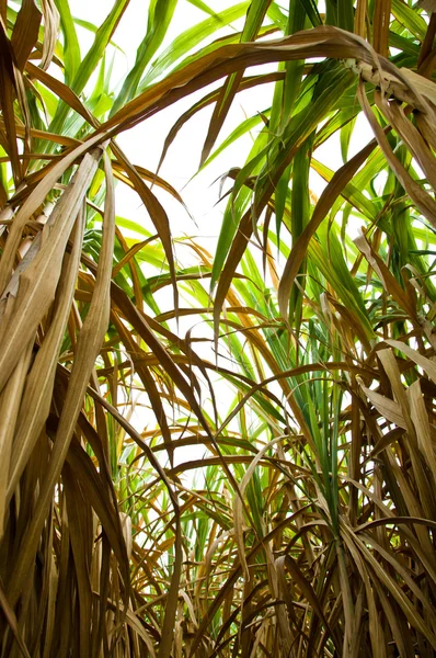 The sugar cane farm in Thailand — Stock Photo, Image
