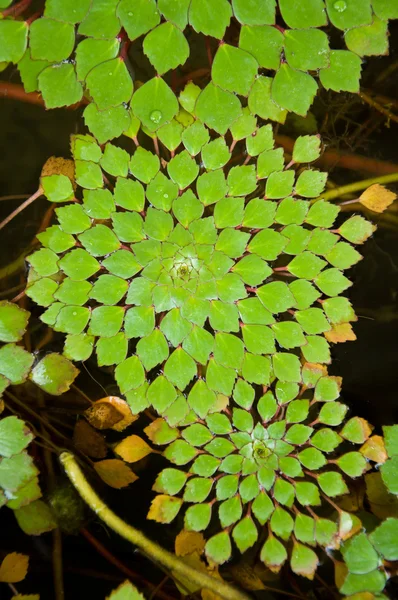 Wasserkastanie oder Trapa bispinosa roxb im Wasser — Stockfoto