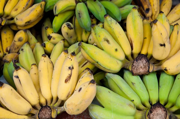 Dojrzałe i niedojrzałe ręki z uprawy bananów — Zdjęcie stockowe