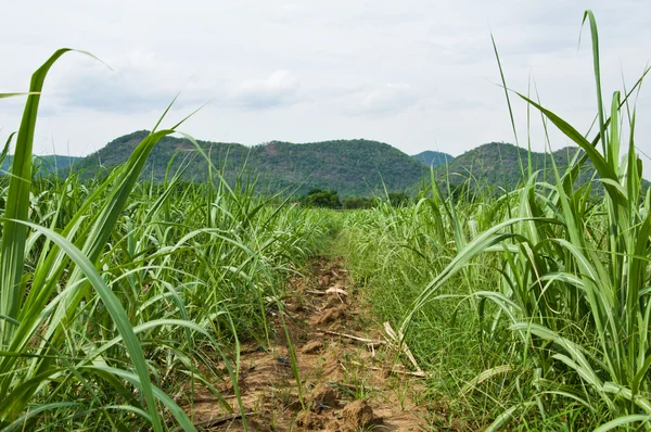 Die Zuckerrohrfarm in Thailand — Stockfoto