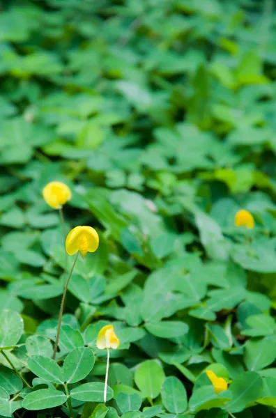 Pinto peanut (Arachis pintoi) in the garden — Stock Photo, Image