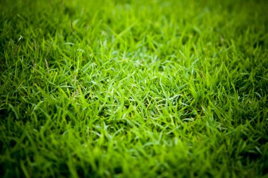 alanında taze çimen