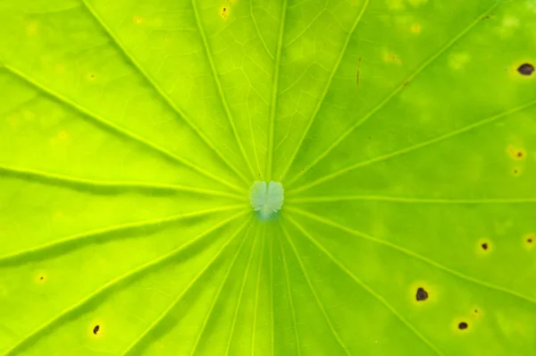Zbliżenie: liść lotosu — Zdjęcie stockowe