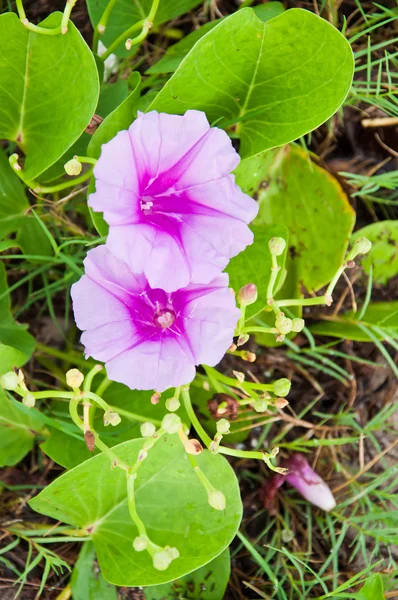 Goat's Foot Creeper or Beach Morning Glory — Stock Photo, Image