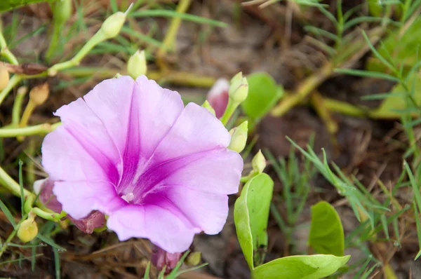 Goat's Foot Creeper or Beach Morning Glory — Stock Photo, Image