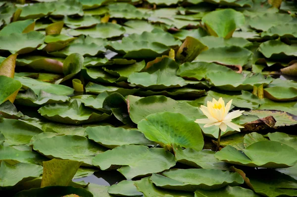 En gul lotus i sjön — Stockfoto