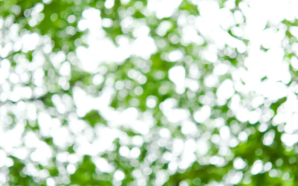El fondo borroso de las hojas verdes —  Fotos de Stock