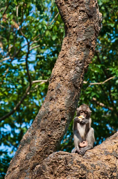 Un macaqu dalla coda lunga mangia mais sull'albero in Thailandia — Foto Stock