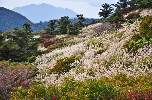 Flower field on the mountian in autumn season at Obama, Japan — Stock Photo, Image