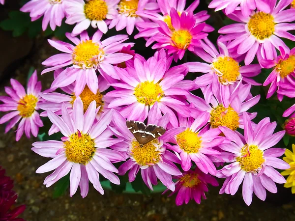 Brown butterfly with Florist's Mun flower — Stock Photo, Image