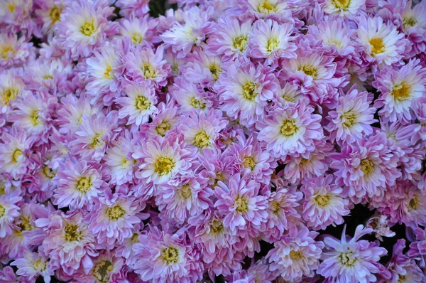 Violet Florist's Mum — Stock Photo, Image