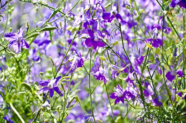 Фиолетовый цветок в поле — стоковое фото