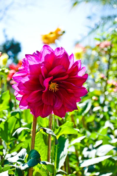 Roze bloem in de tuin — Stockfoto