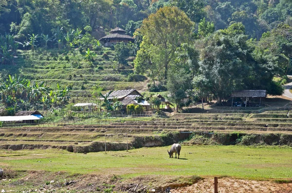 Stap-rijst veld in thailand — Stockfoto
