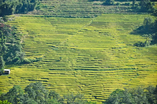 Rijst terras in pelling, sikkim — Stockfoto