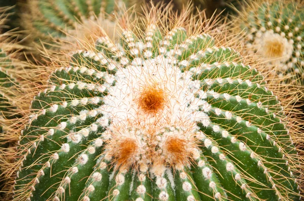 Kaktus in der Gärtnerei in Kalimpong — Stockfoto