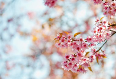 vahşi Himalaya mavi gökyüzü ile kiraz