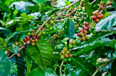 gruptaki olgun fasulye ile kahve ağacı