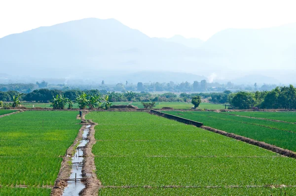 Rýžové pole poblíž mountain v Thajsku — Stock fotografie
