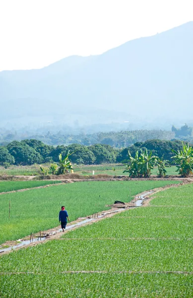 The rice field near mountain in Thailand — Stock Photo, Image