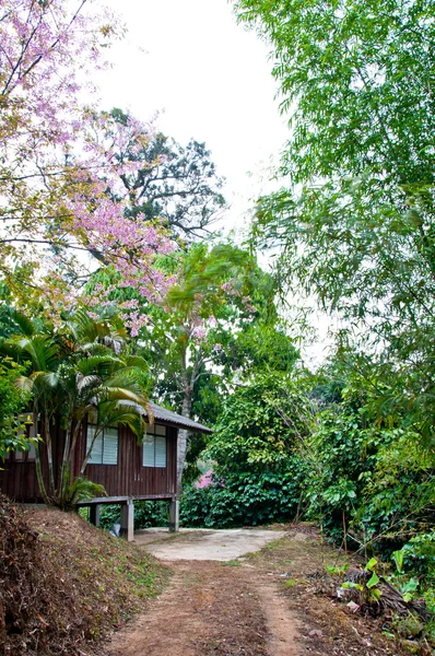 Une maison sur la montagne dans le nord de la Thaïlande — Photo