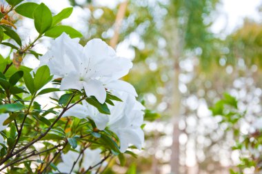 The white Azalea or Rhododendron clipart