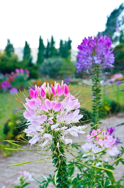 The pink and purple Cleome in the garden — Stock Photo, Image