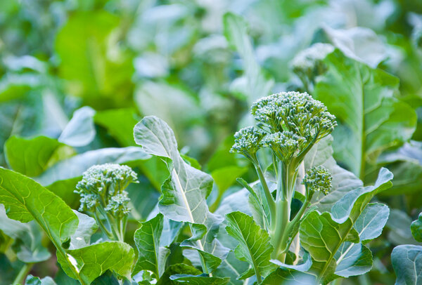 The Broccoli plant in the farm