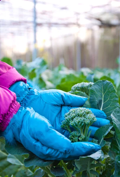 Ellerini brokoli serada tutun.