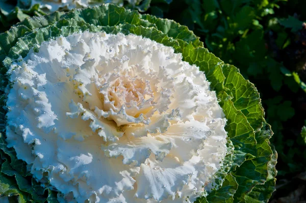 The white Flowering Cabbage and Kale or Ornamental Cabbage and K — Stock Photo, Image