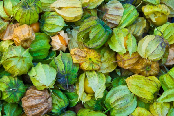 Cape bektaşi veya physalis peruviana l.